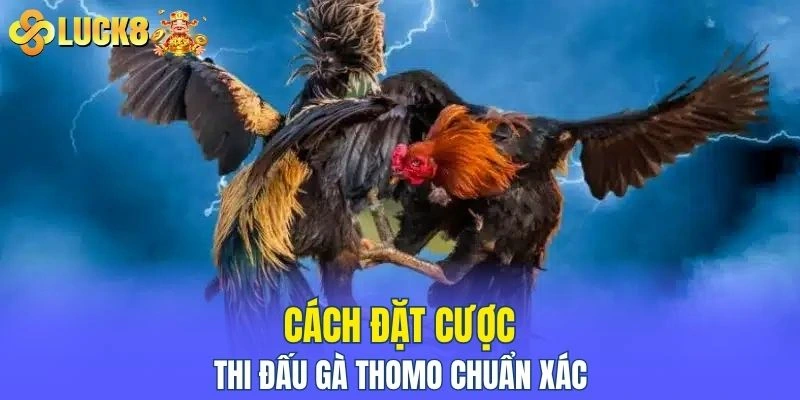 Cách đặt cược thi đấu gà thomo chuẩn xác 