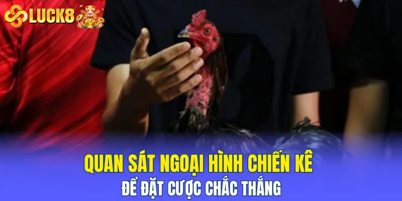 Quan sát ngoại hình chiến kê để đặt cược chắc thắng